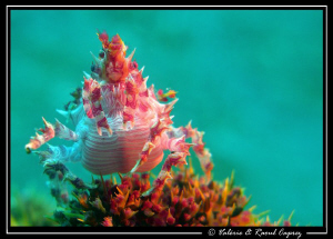 Hoplophrys oatesii by Raoul Caprez 